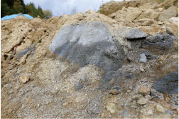 貝化石の地層